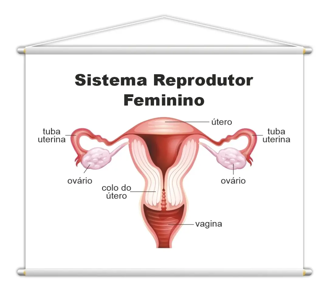 Sistema Reprodutor Feminino Banner Escolar 100x80cm