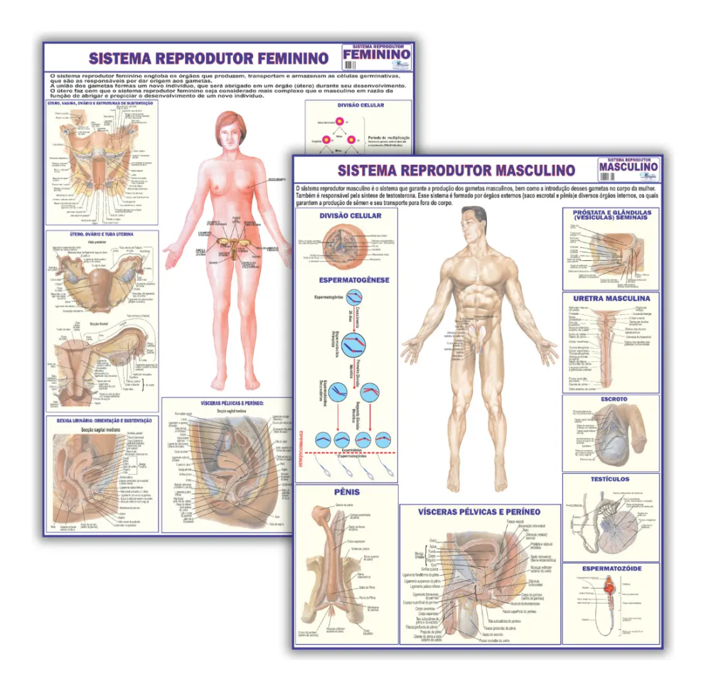 Kit Sistema Reprodutor Do Corpo Humano 120x90 : Masculino + Feminino - Dobrados