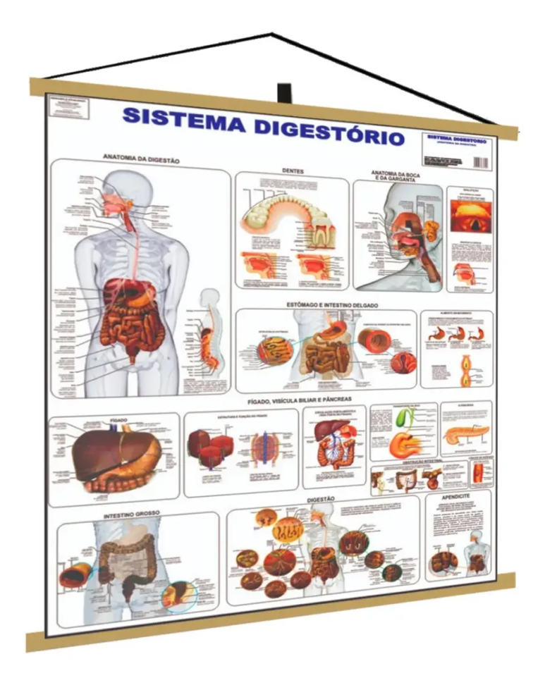 Sistema Digestório Banner Poster Mapa Corpo Humano Anatomia Medicina
