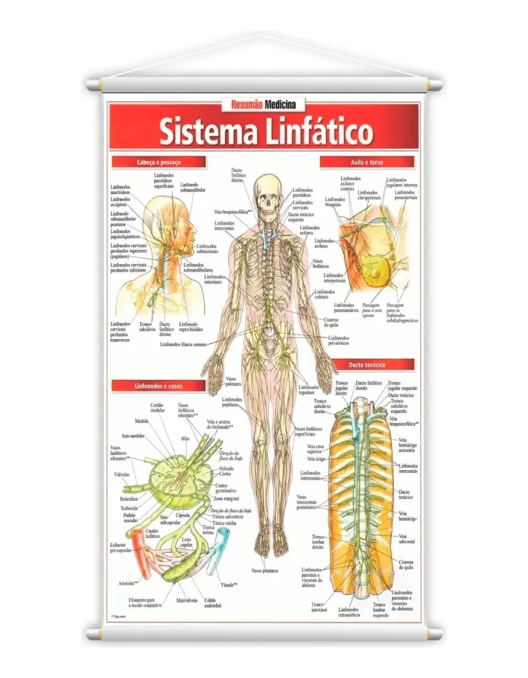 Banner Escolar Pedagógico Sistema Linfático Grande