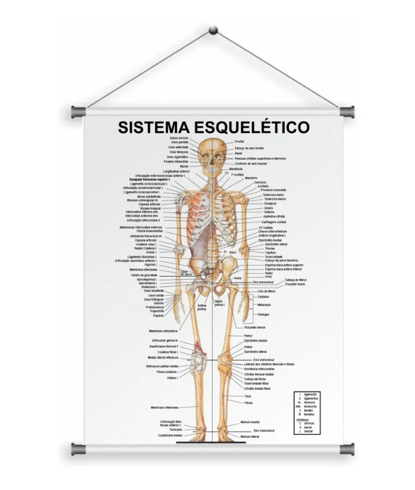 Banner Escolar Ciências Sistema Esquelético Humano 55x70