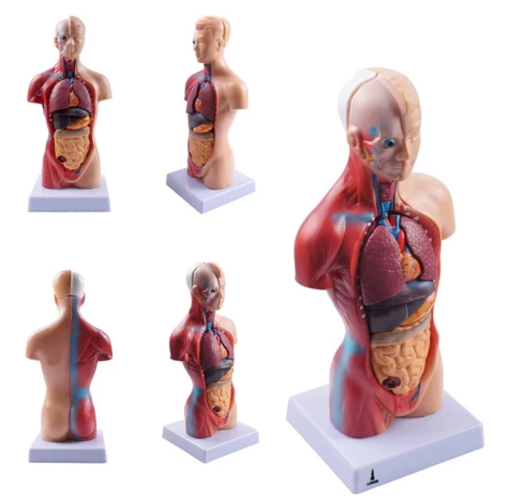Modelo Anatômico Torso Humano Assexuado e Órgãos 26cm 15 Partes com Suporte Lorben