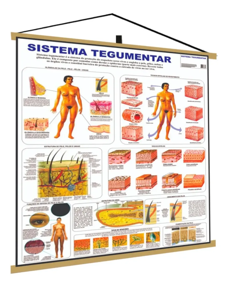 Sistema Tegumentar Banner Poster Mapa Corpo Humano Anatomia Medicina Gigante Pendurar