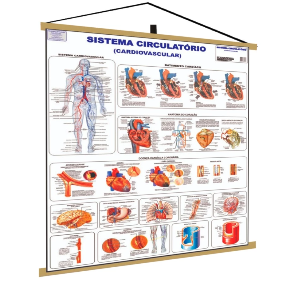 Sistema Circulatório Cardiovascular Banner Poster Mapa Corpo Humano Anatomia Medicina