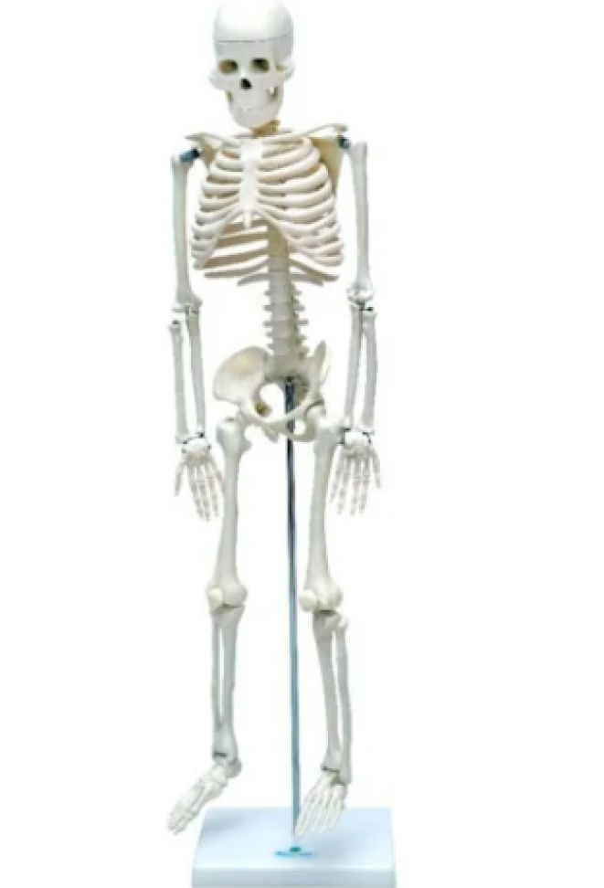 ESQUELETO HUMANO 85 CM DE ALTURA COM SUPORTE SD-5002