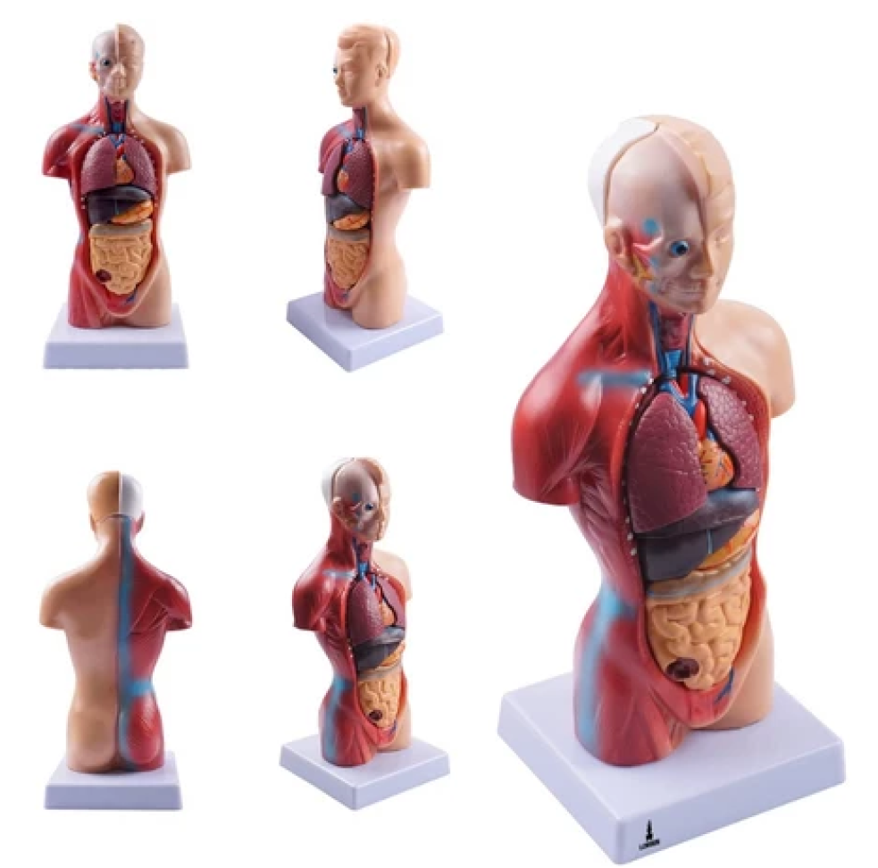 Modelo Anatômico Torso Humano Assexuado e Órgãos 26cm 15 Partes com Suporte Lorben