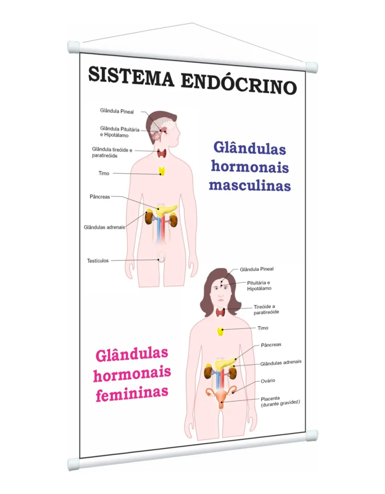 Banner Pedagógico Sistema Endócrino Masculino Feminino