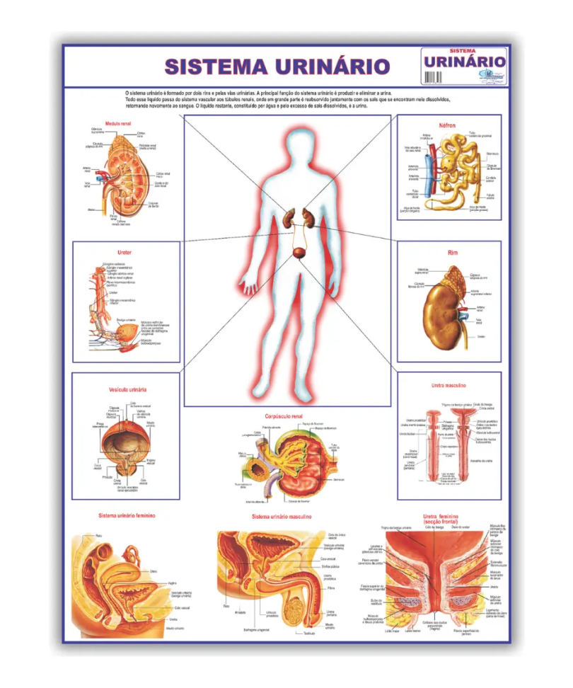 Mapa Sistema Urinário Do Corpo Humano 120x90 Cm