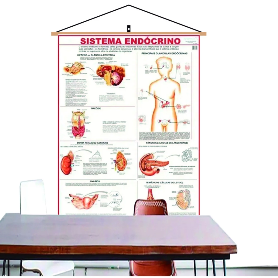 Mapa Sistema Endócrino Banner Laminado 120x90cm - Atual