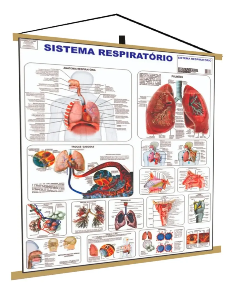 Sistema Respiratório Banner Poster Mapa Corpo Humano Anatomia Medicina