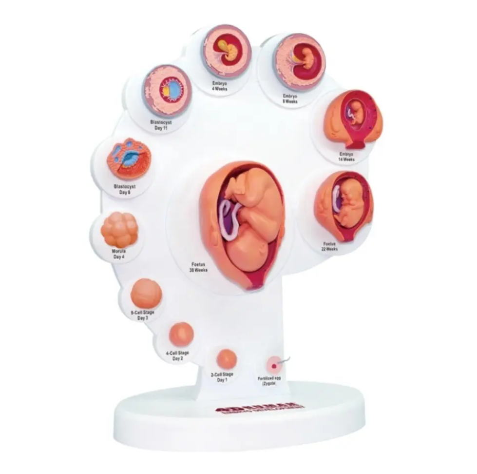 Desenvolvimento Embrionário Gestação Anatomia Embrião Master
