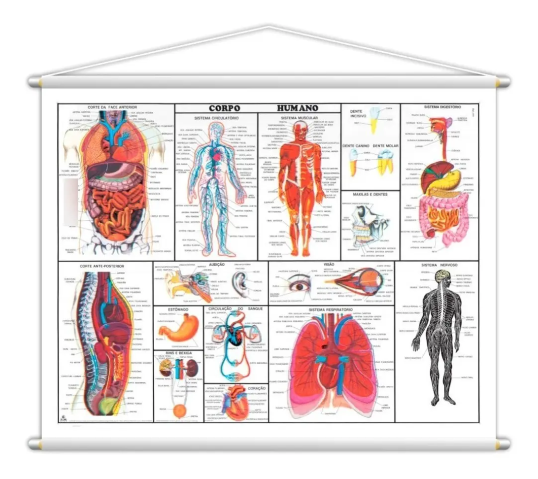 Banner Medicina Corpo Humano Anatomia Didático 140x100cm