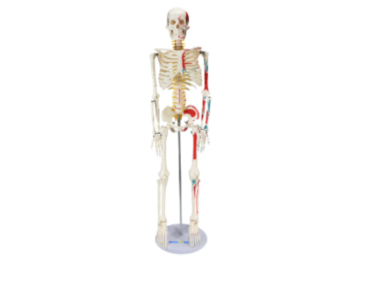 Esqueleto Humano de 85 cm com Inserção e Origem Muscular com Suporte - SD-5002/C