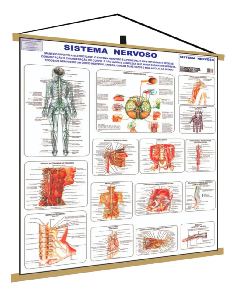 Mapa Corpo Humano Sistema Nervoso Moldura Banner Poster