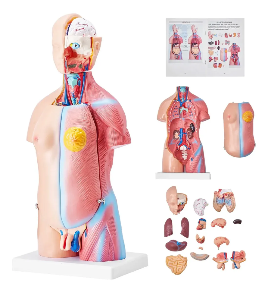Torso Bissexual 25 Partes Anatomia Humana Corpo Humano 45cm