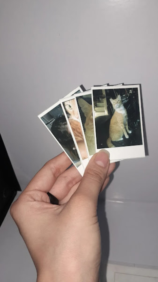 Mini Polaroides -  tam  5x7 (sem frase) - #2