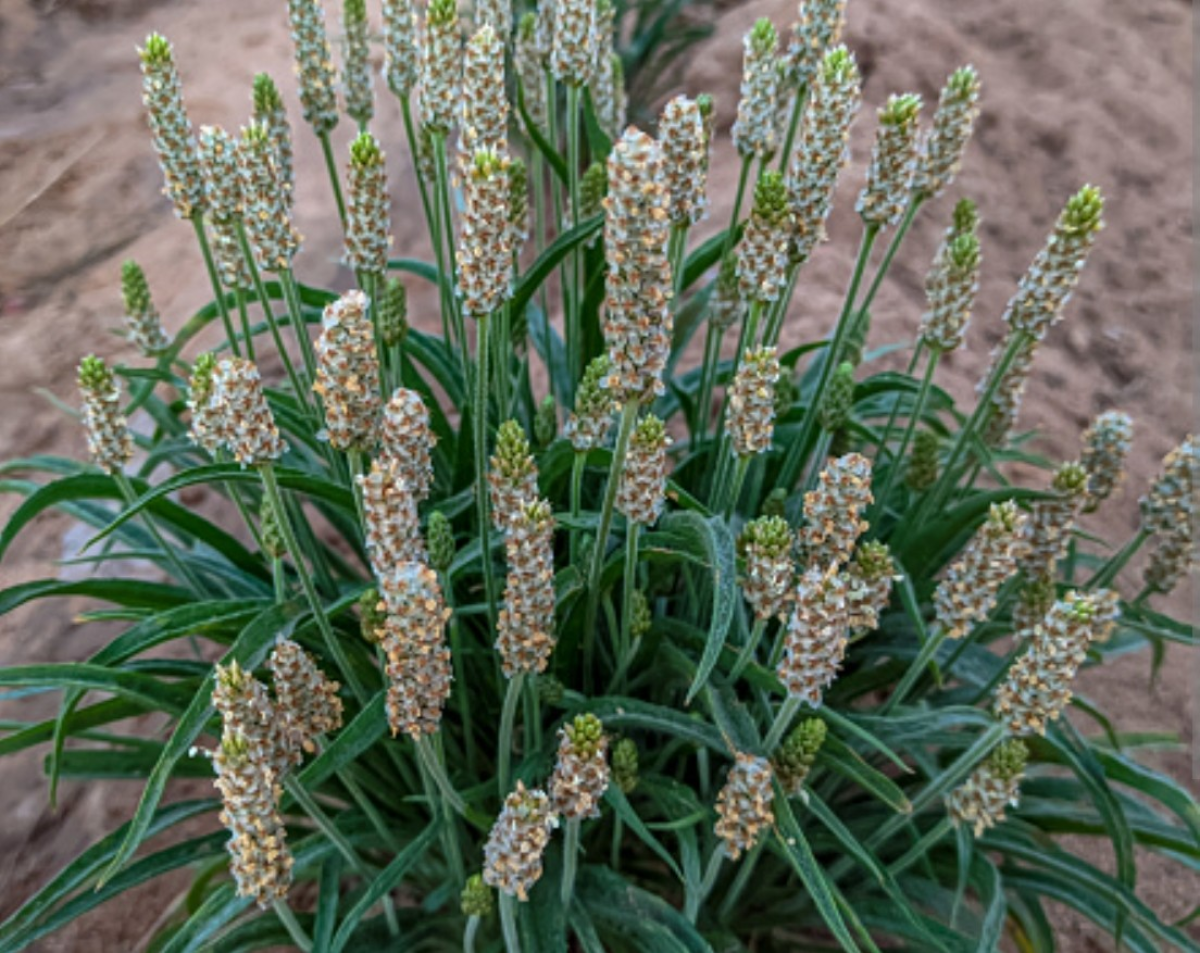 FARINHA DE PSYLLIUM PARA PERDA DE PESO E DIABÉTICOS 1KG. (SUBSTITUI FARINHA DE MANDIOCA E OUTRAS.) - #5