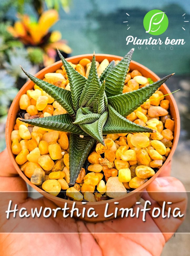 Haworthia Limifolia P11