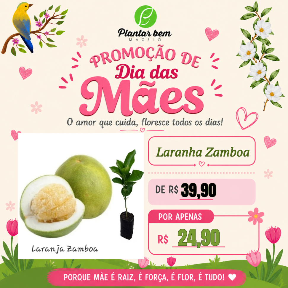 Laranja zamboa (Saquinho)