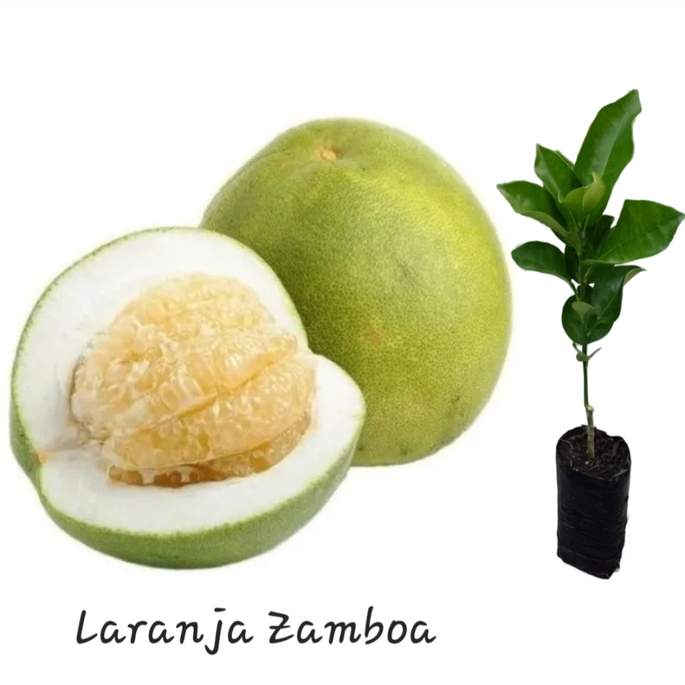 Laranja zamboa - Enxertada