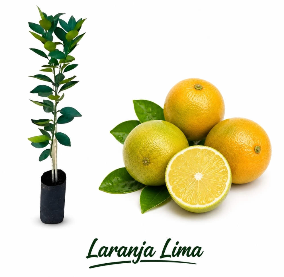 Laranja Lima P27