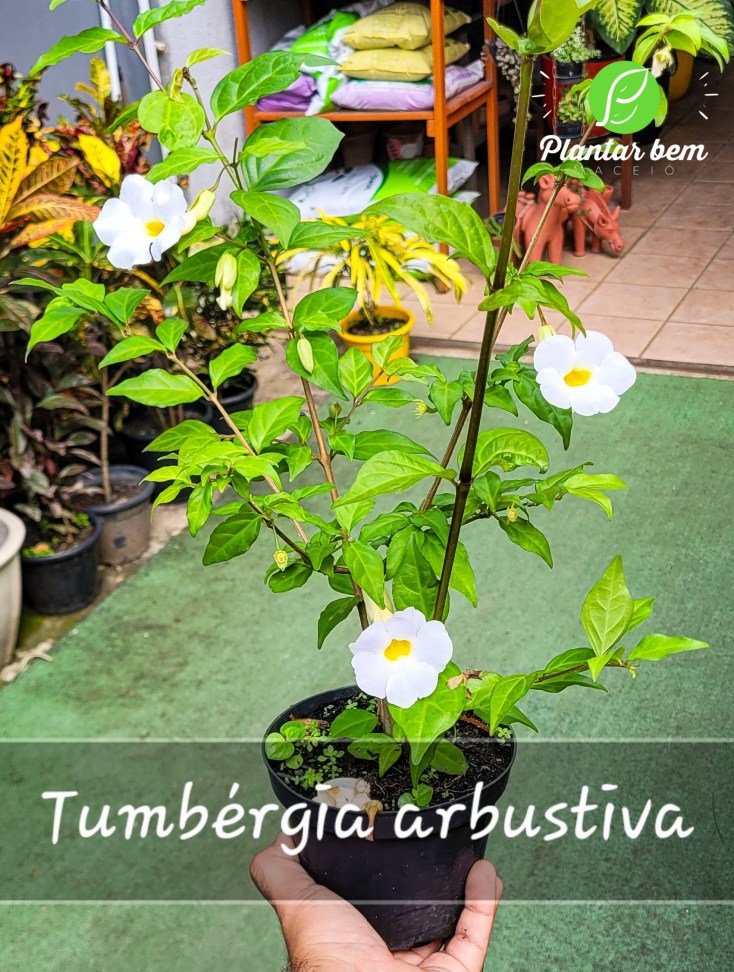 Tumbérgia arbustiva - Branca P15 - #2