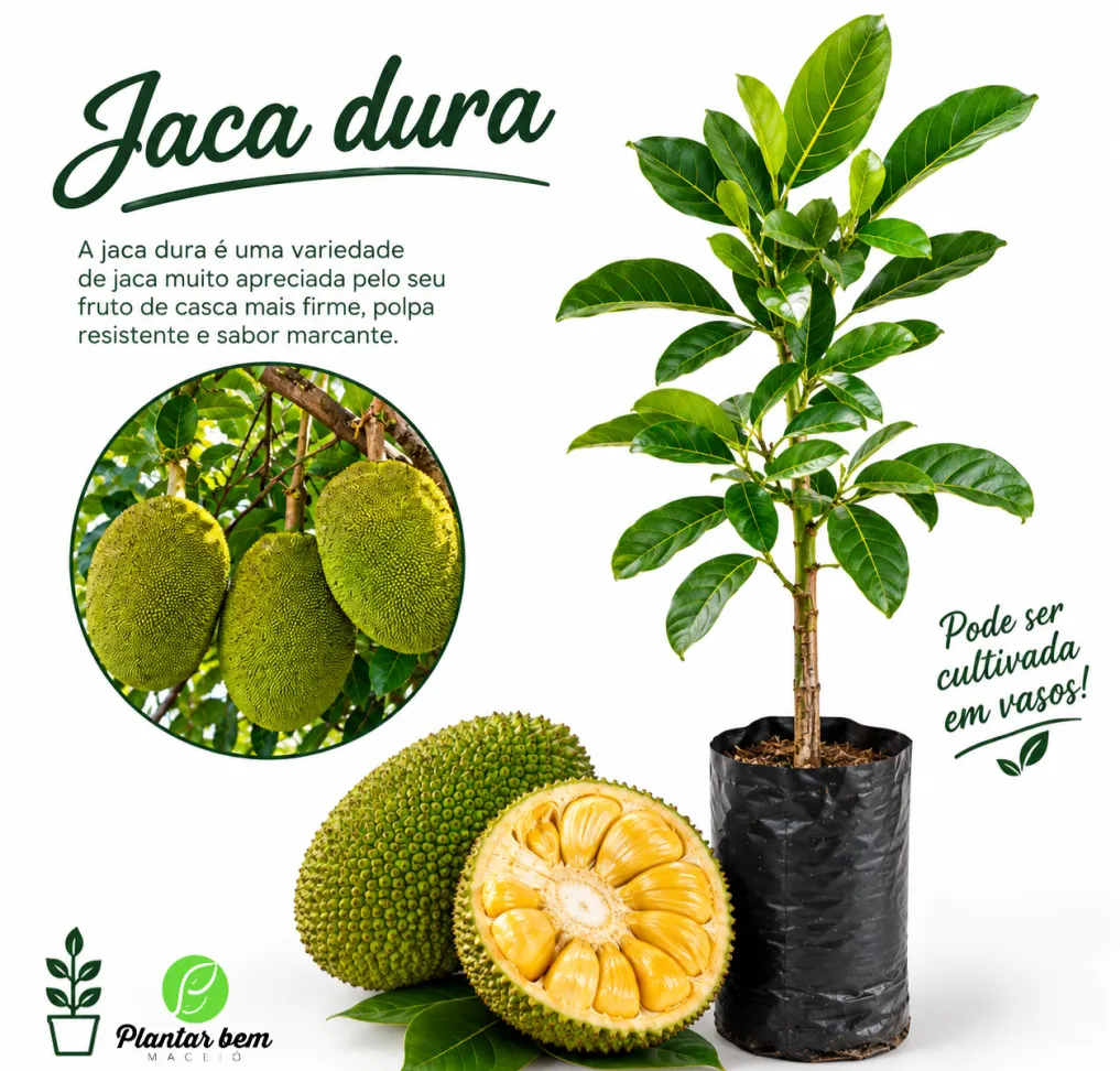 Jaca dura enxertada