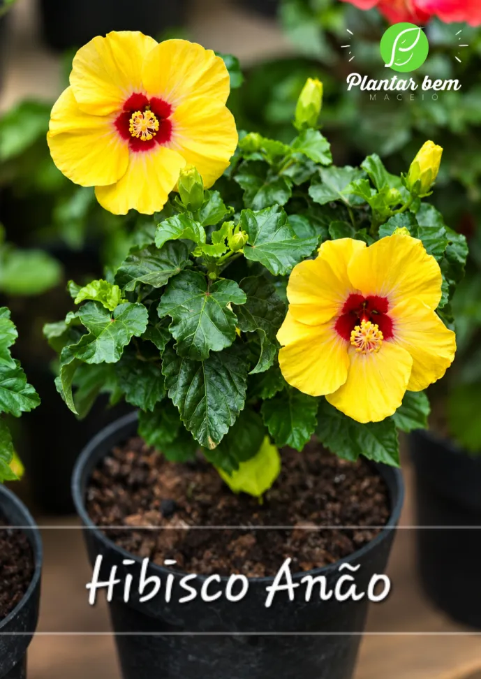 Hibisco Anão- Amarelo P17