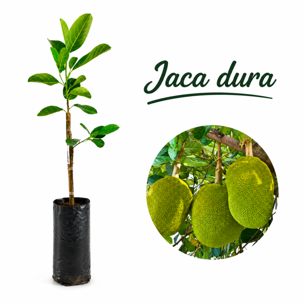 Jaca dura enxertada