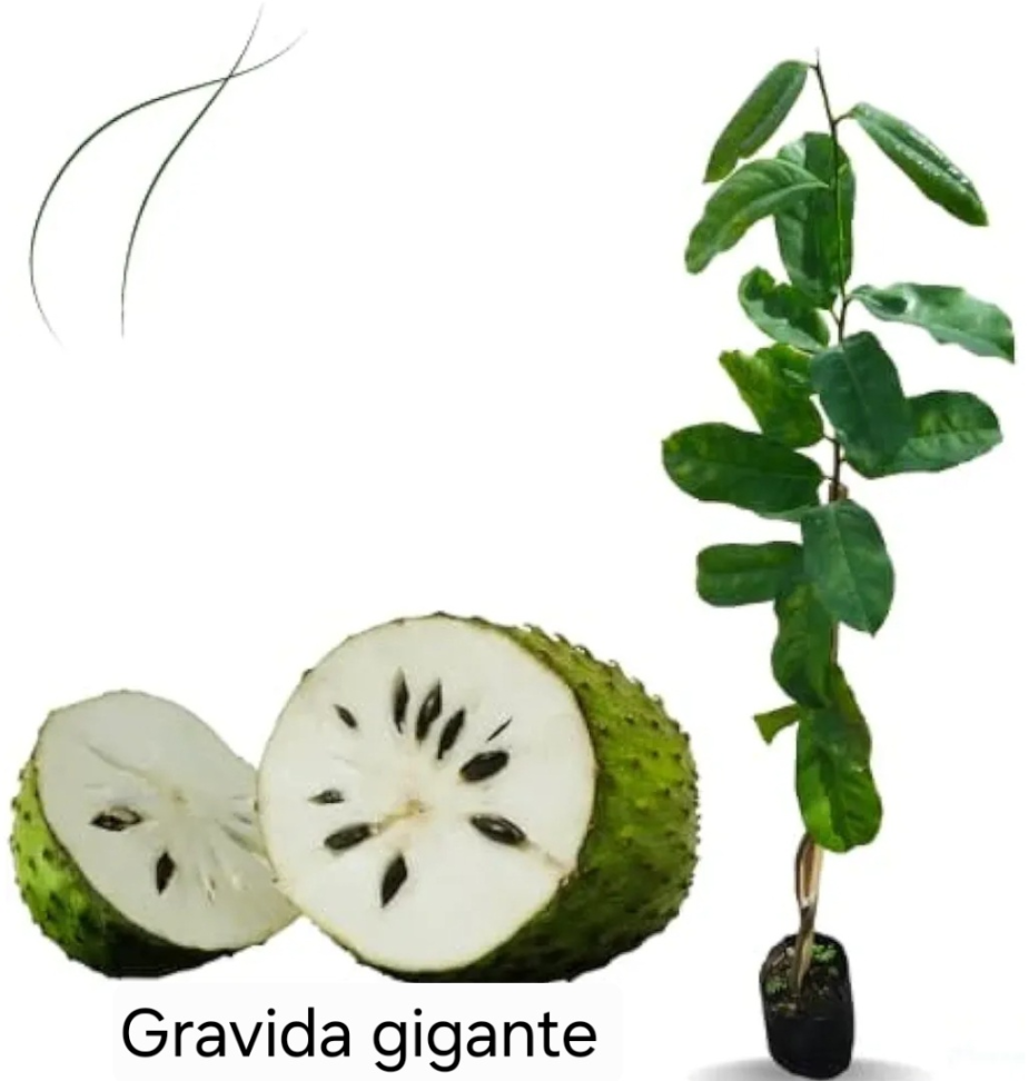 Graviola gigante G