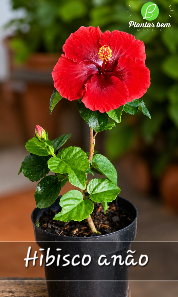 Hibisco Anão- Vermelho com Rosa P17