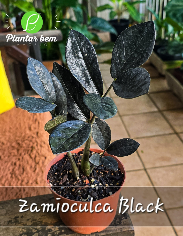 Zamioculca Black P13