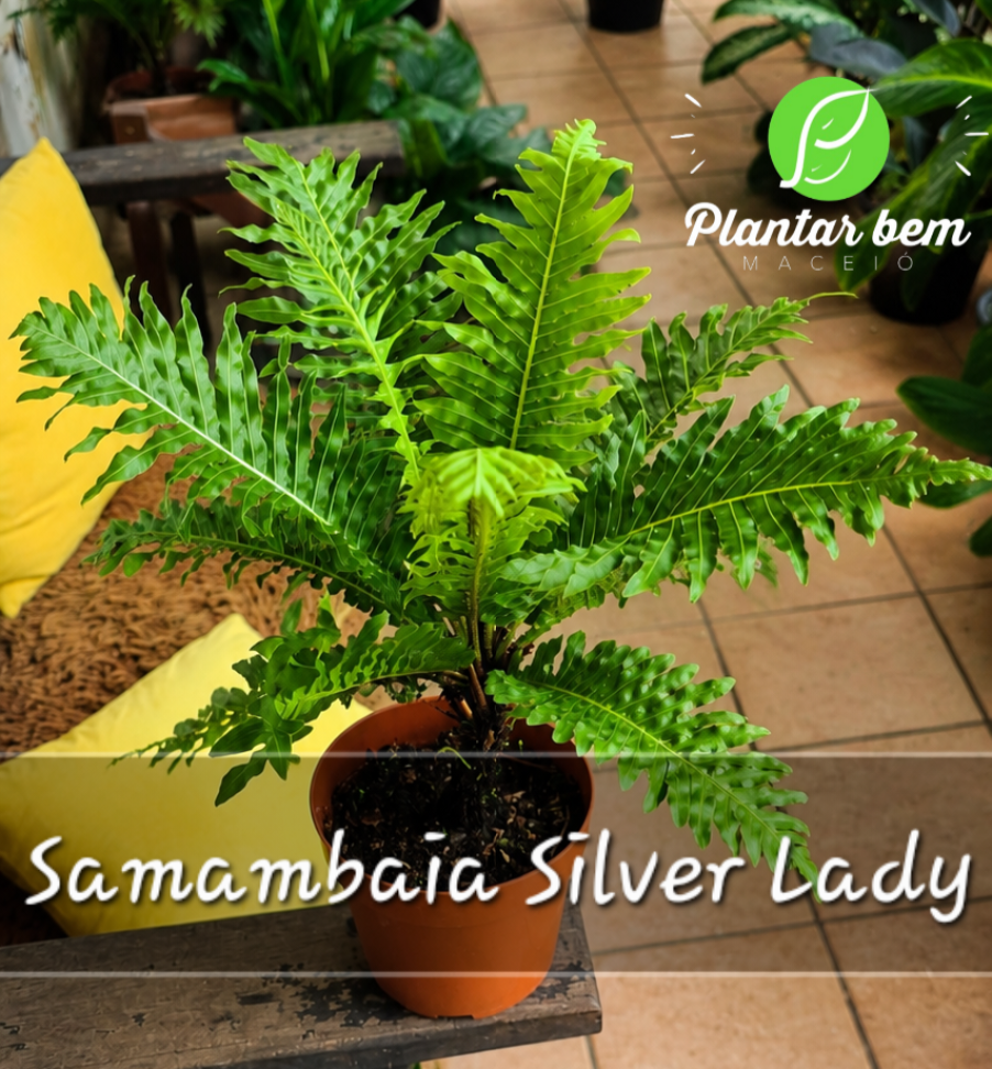 Samambaia Silver Lady C21