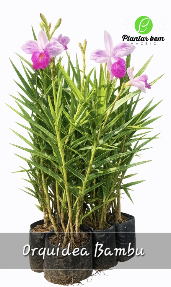 Orquídea Bambu