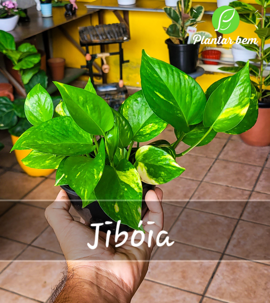 Jiboia C13