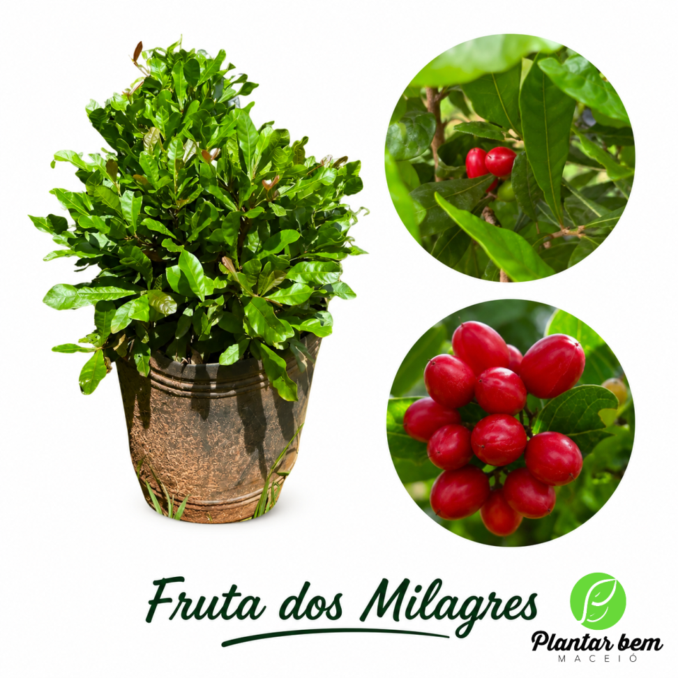 Fruta dos milagres G (Frutificando)