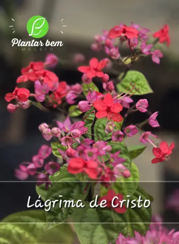 Lagrima de Cristo - Vermelha