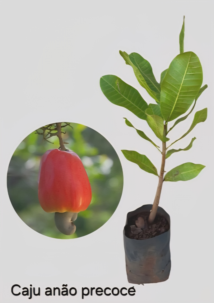 Caju anão precoce vermelho - Enxertado
