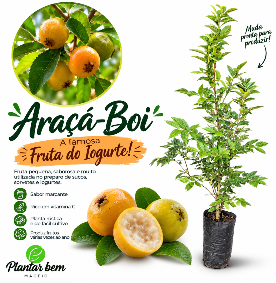 Araçá-Boi
