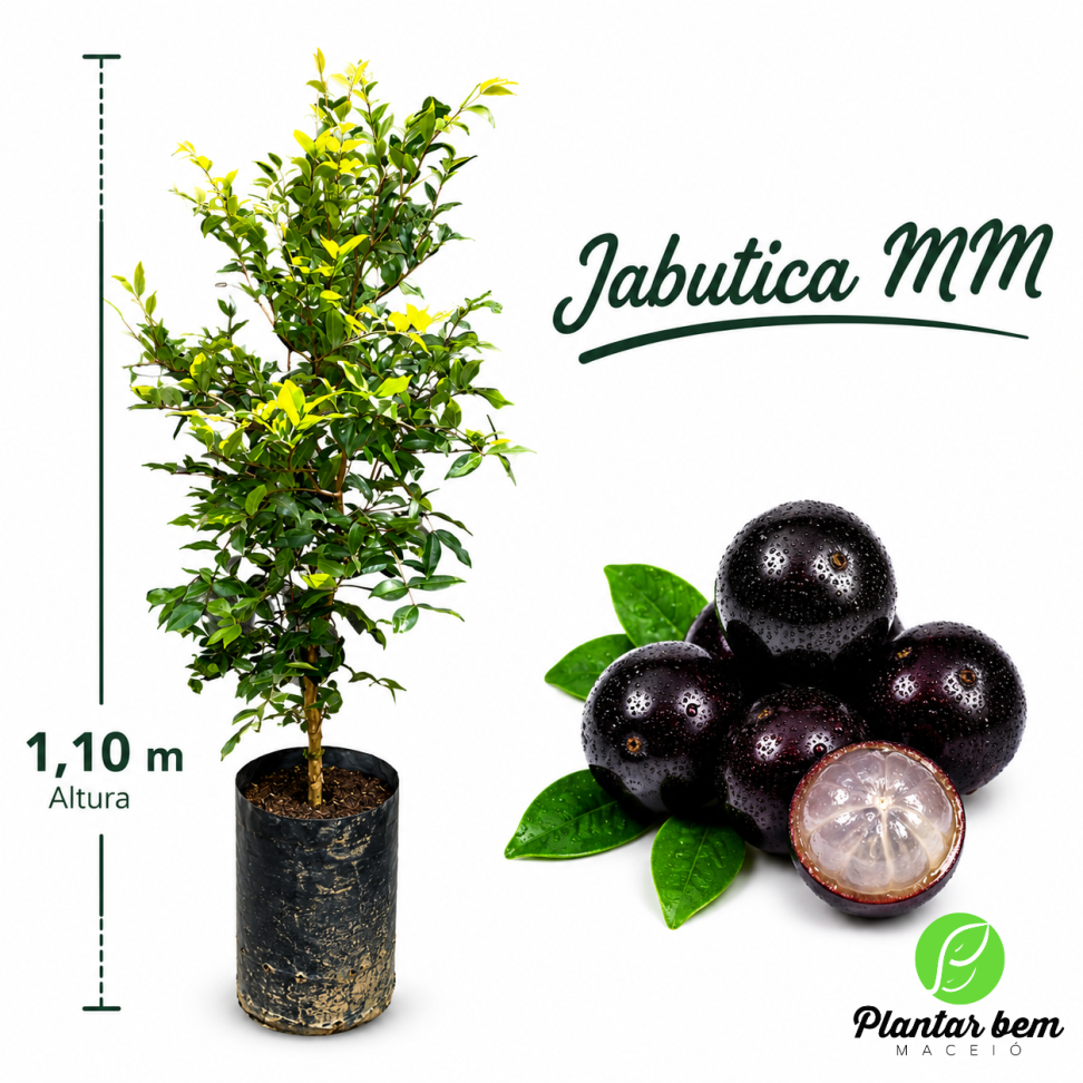 Jabuticaba híbrida MM (1,10 m) - Alporquia