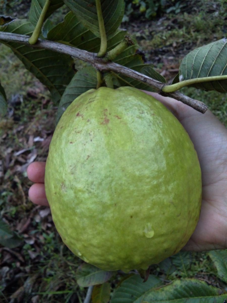 Goiaba tailandesa (saquinho) - #2