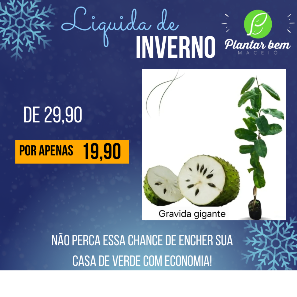 Graviola gigante G