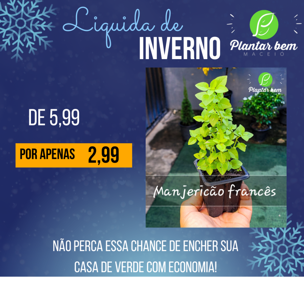 Manjericão francês P09
