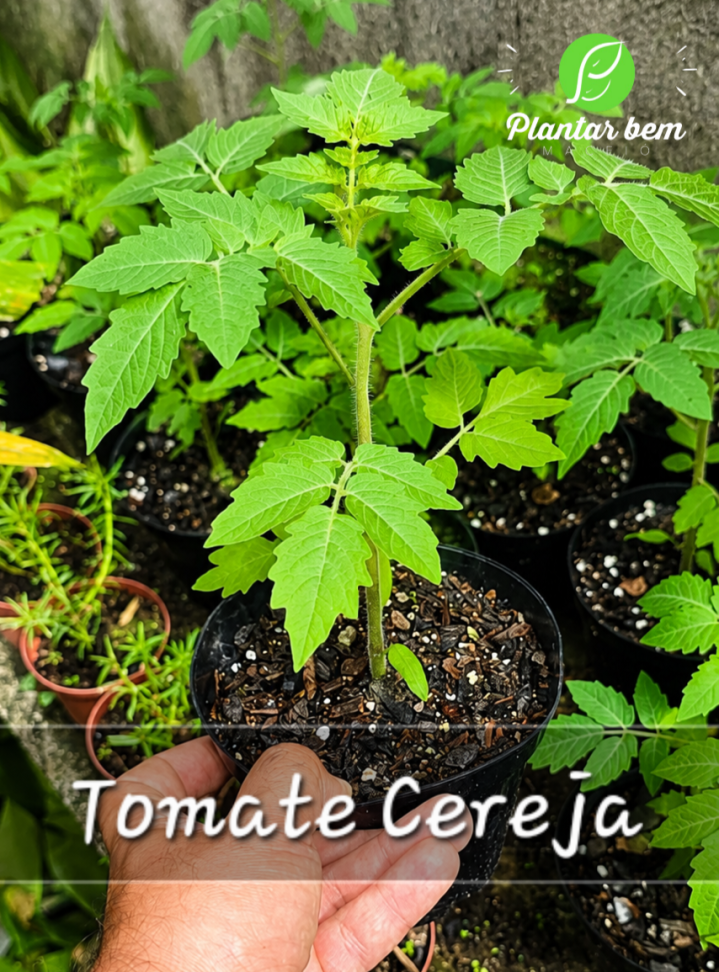 Tomate Cereja P14