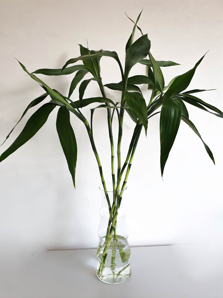 Bambu da sorte-  Haste raízes nua - #3