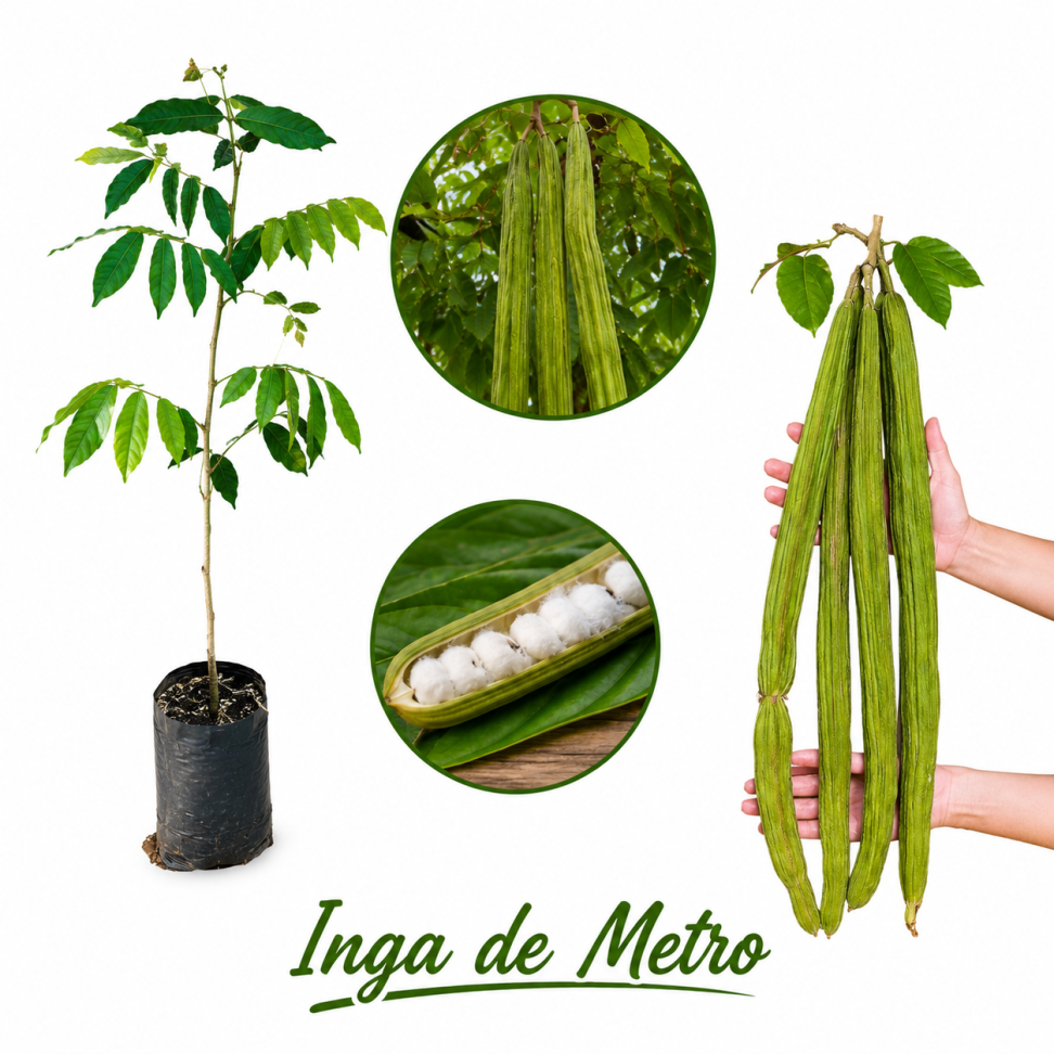 Inga de Metro