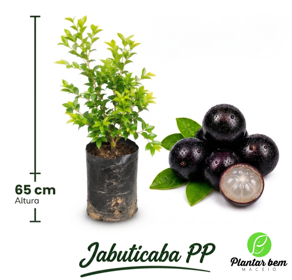 Jabuticaba híbrida PP ( 65 m) - Alporquia