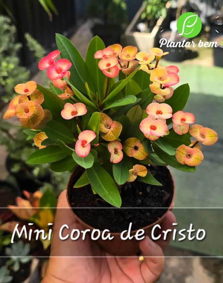 Mini Coroa de Cristo P11 - Pêssego. - #1