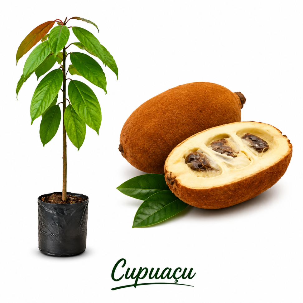 Cupuaçu