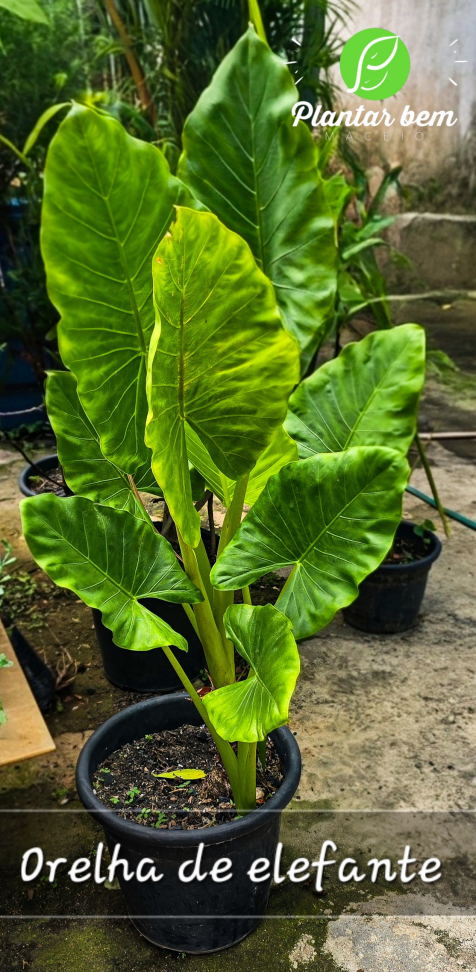 Alocasia orelha de elefante P27